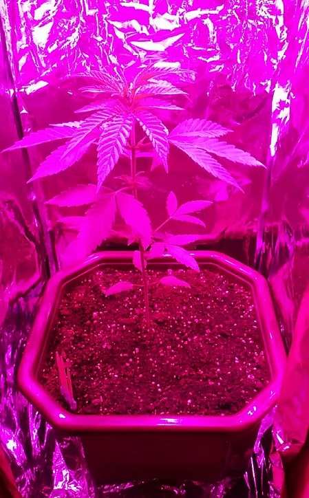 Фитопрожектор 100 Ватт в гроубоксе fito.online заказать в Украине