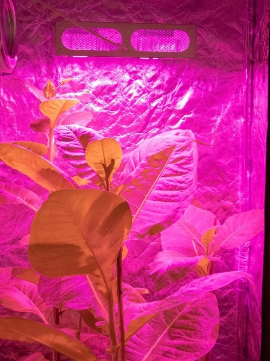 Выращивание растений под светильников Гагарин 1