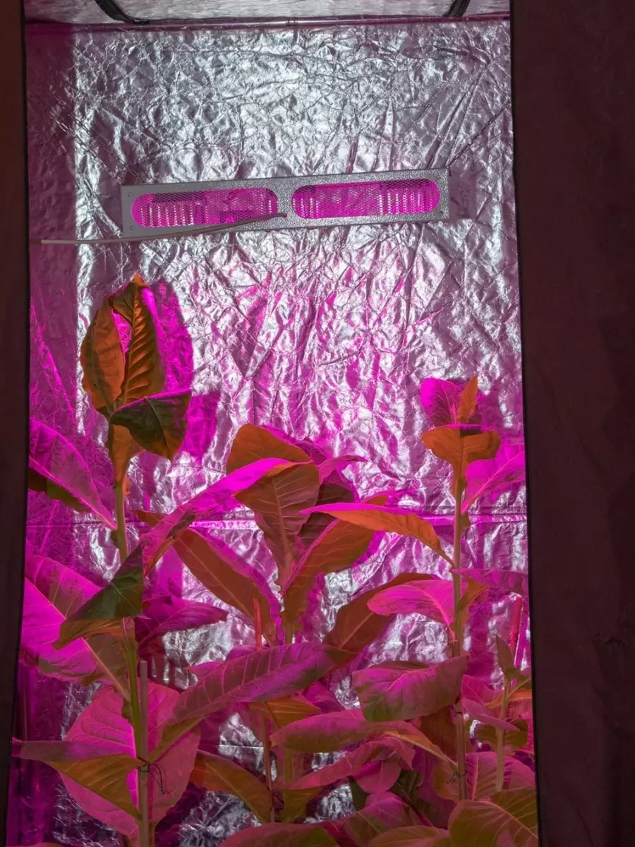 Рост растений и регулировка высоты под светильником для растений Гагарин 3