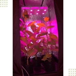 Бокс для выращивания растений