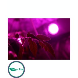 Фитосветильник для рассады Союз 05-40 - матрица